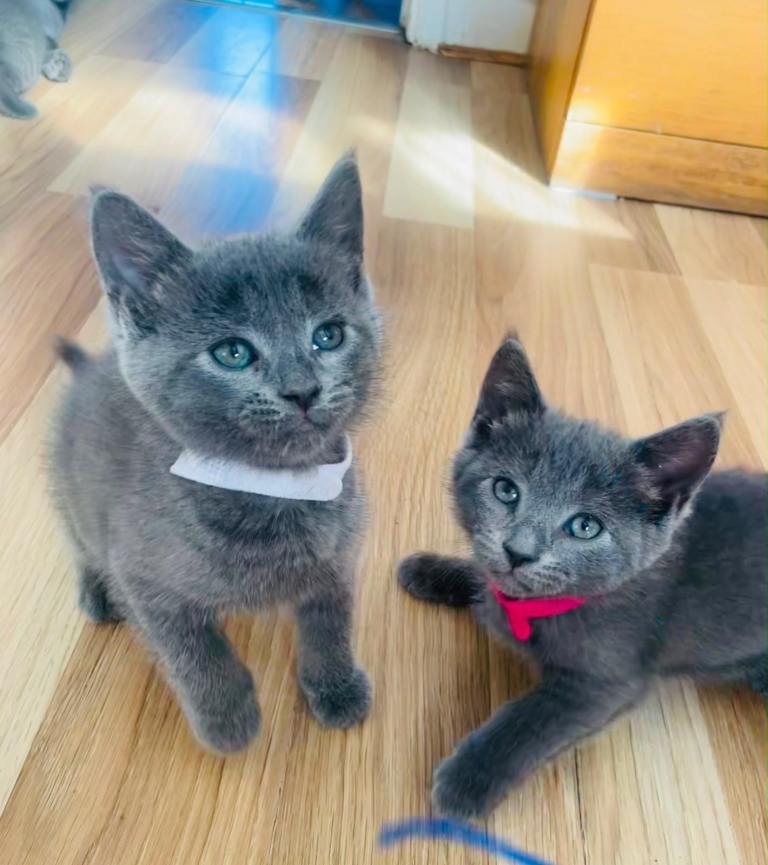 8 left beautifilul kittens ❤️ Ready Now :) looking forever homes 💕