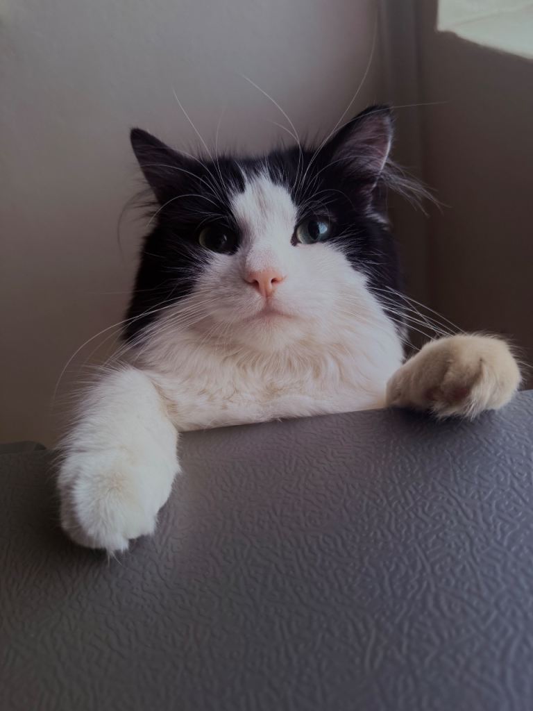 2year old long hair male cat