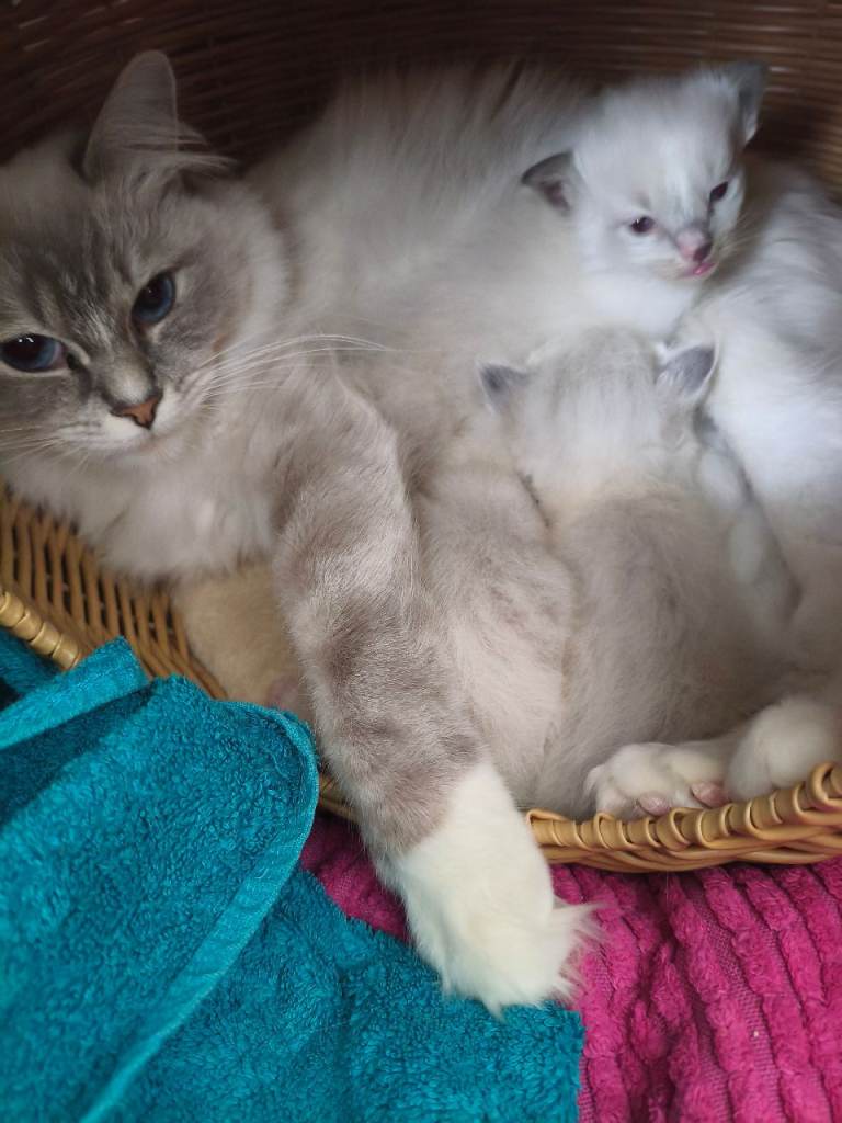 3 Ragdoll Kittens for sale 