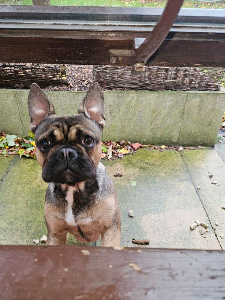 K.C registered french bulldog