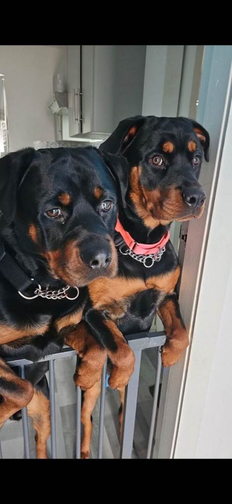 Rottweiler puppies full breed