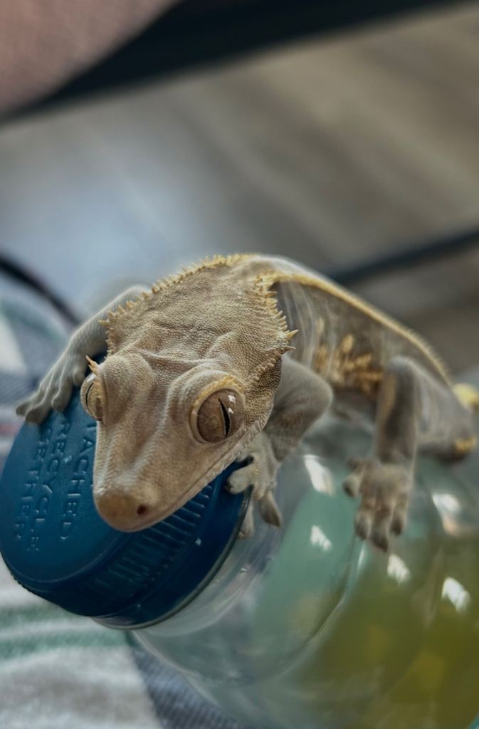 Crested Gecko + Full Vivarium Setup & Accessories