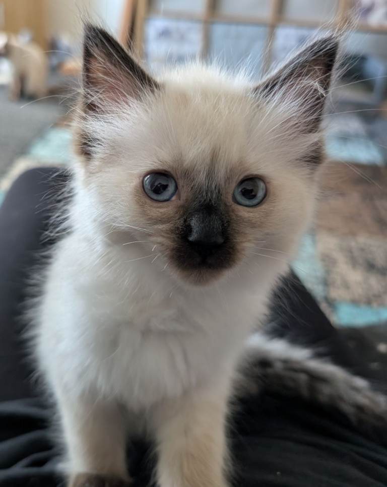 Purebred Ragdoll Kitten 
