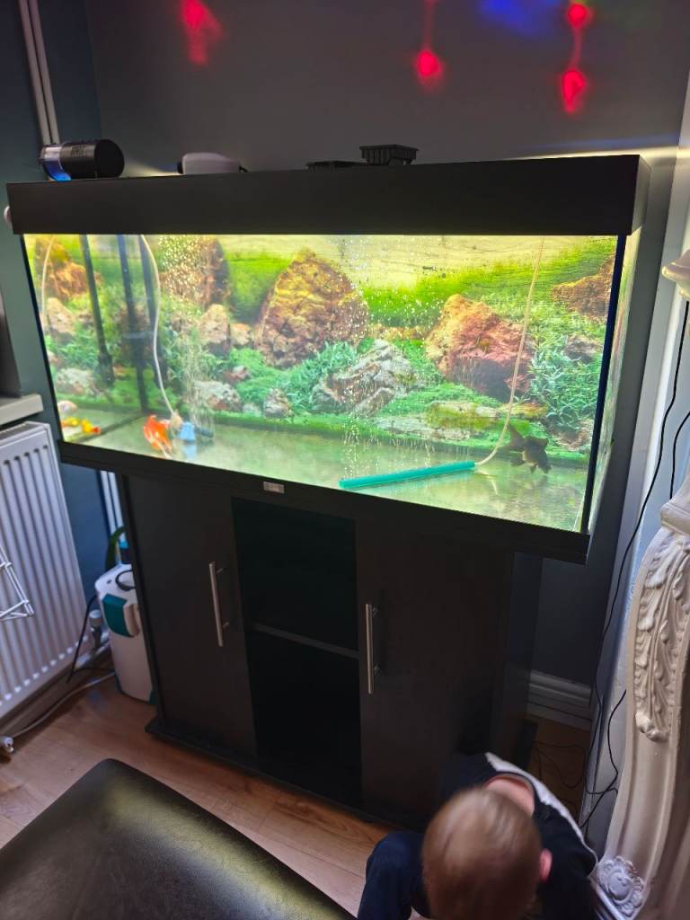 Gold fish and aquarium 
