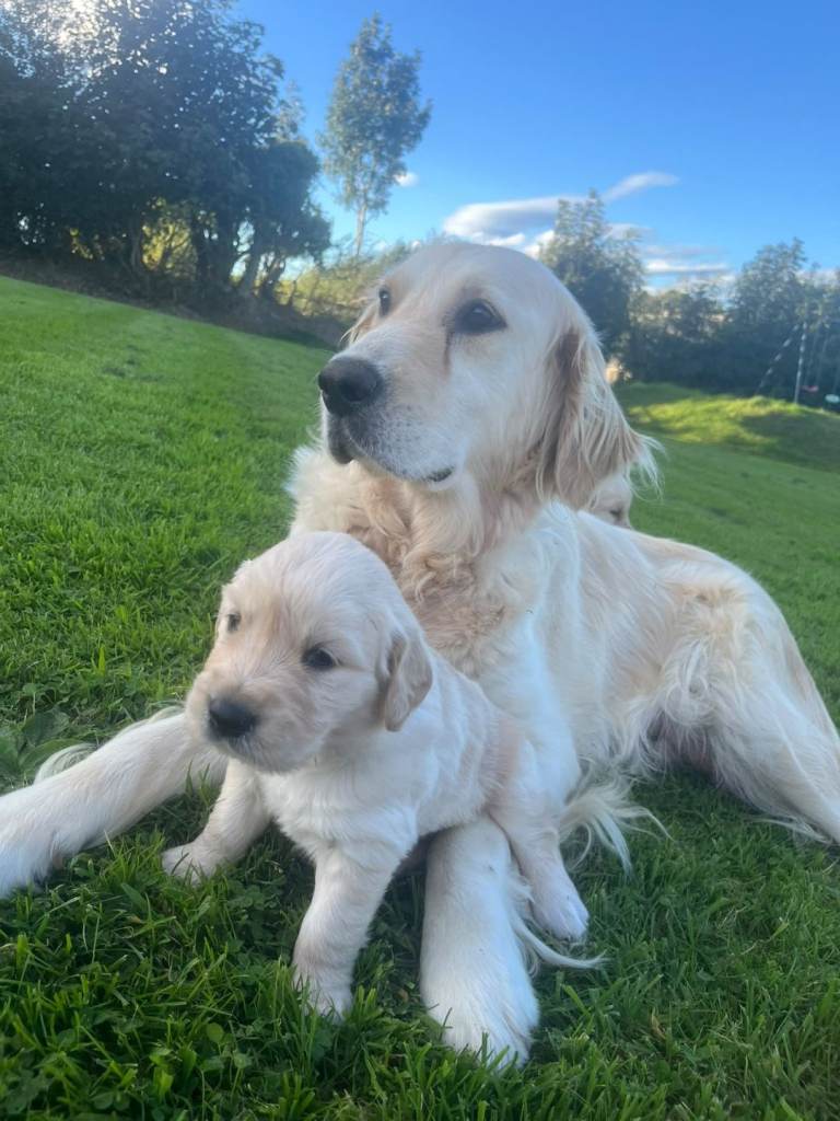 Golden Retriever Puppies 