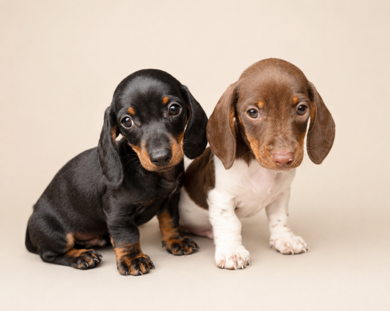 Dachshund puppies 