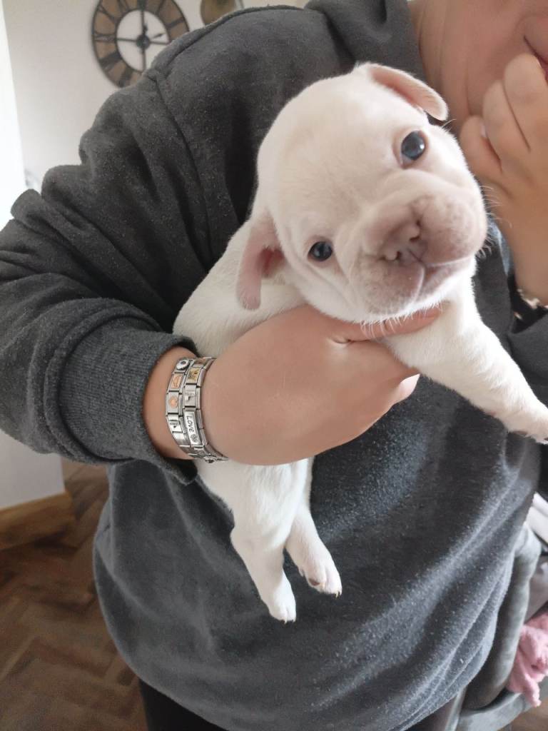 Beautiful 😍  French  Bulldogs for sale 