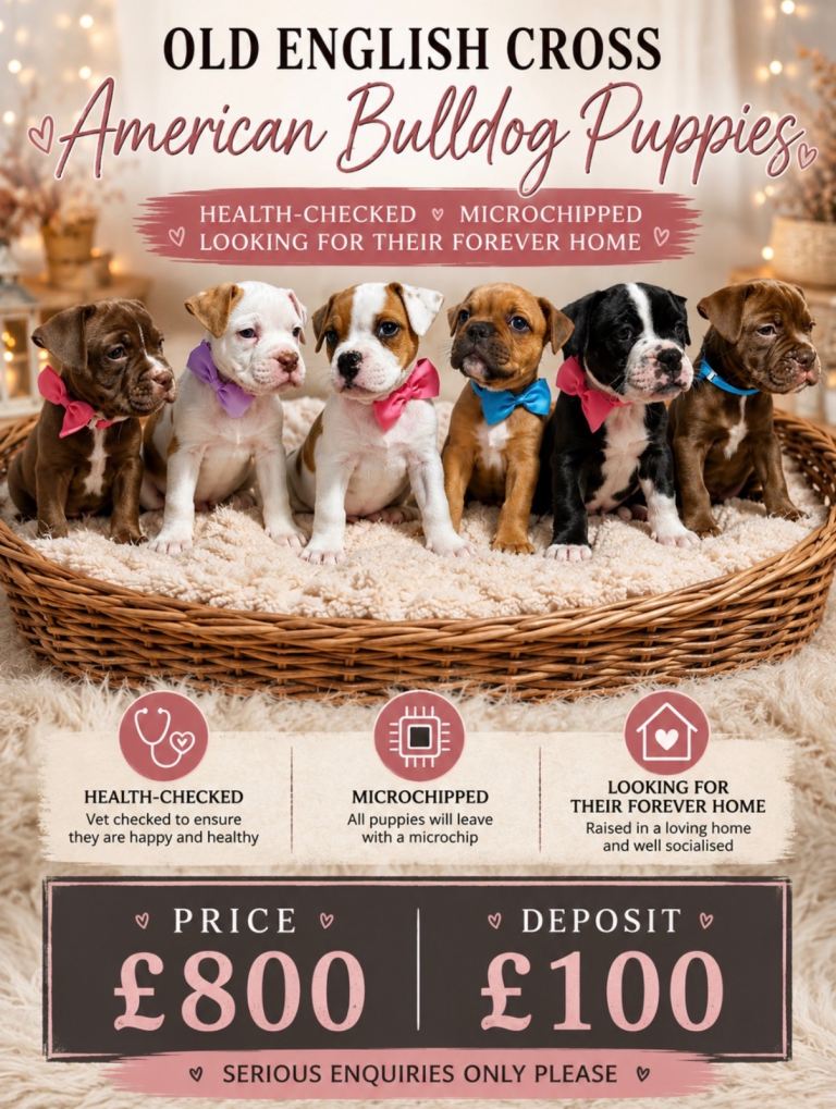 A* bulldog puppies 🐾