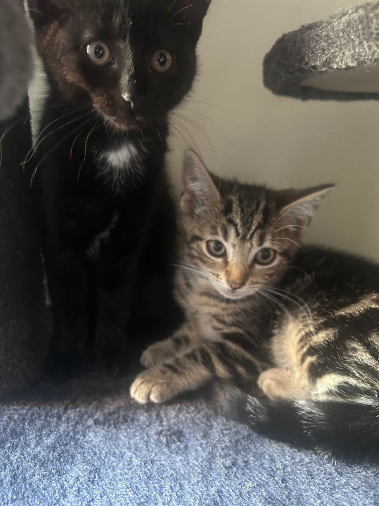 2 beautiful Bengal mixed females READY TO GO!