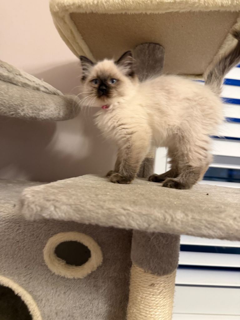 SOLD   Ragdoll kittens 