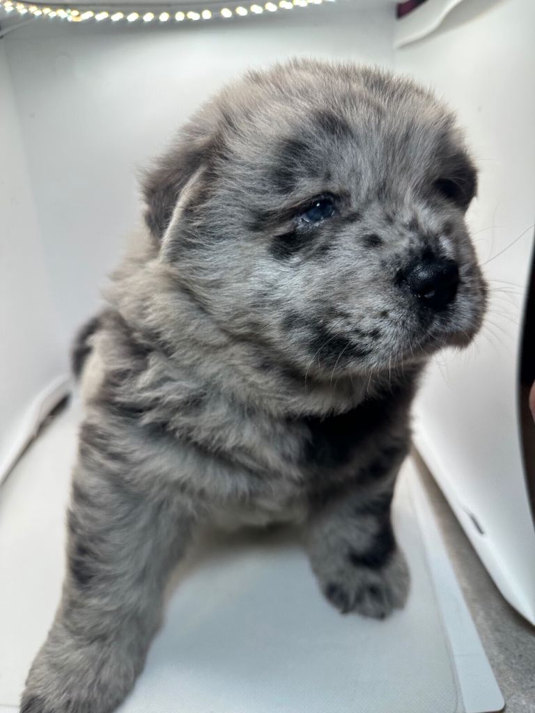 Multi coloured chow chow