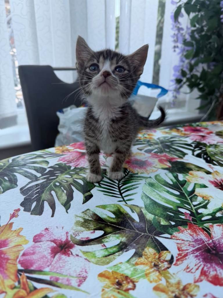 Kittens for sale 