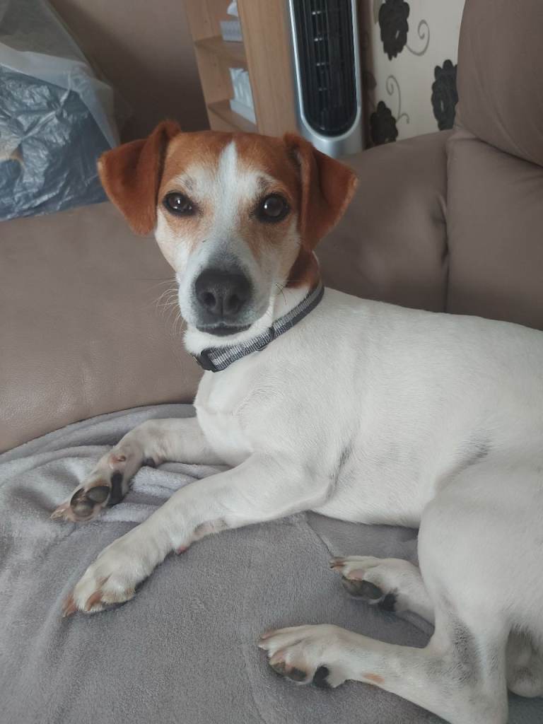 Looking for a new home due to human allergy