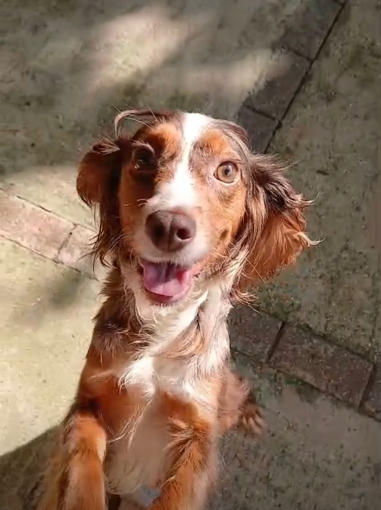 Girl cocker spaniel 