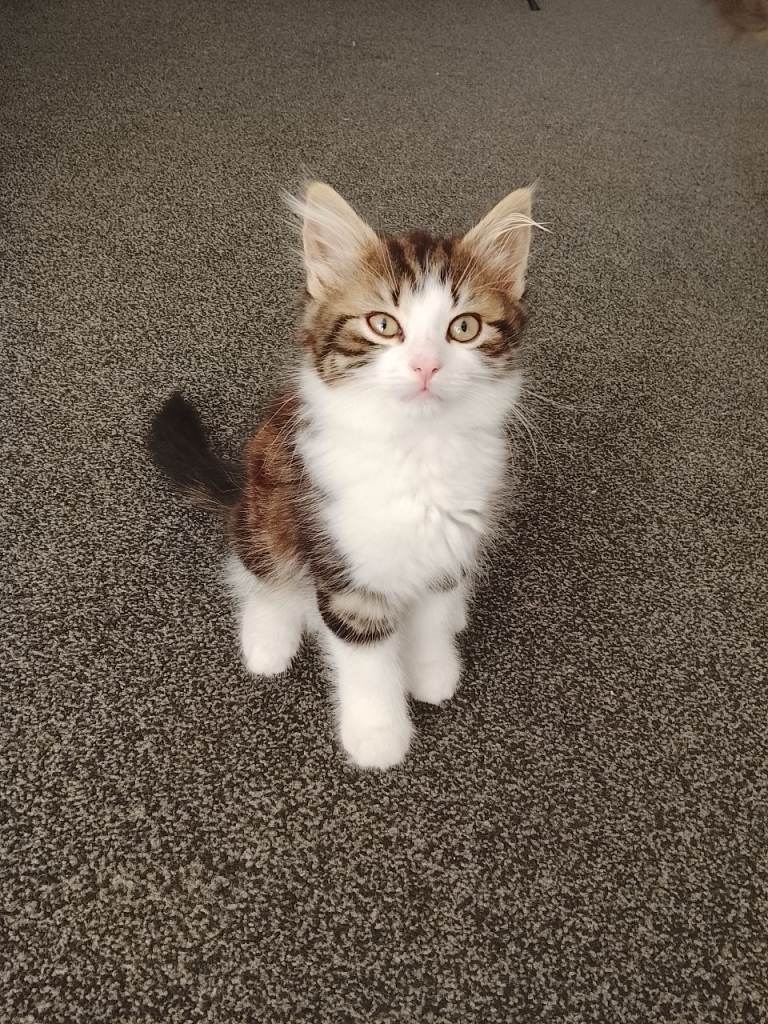Kittens for sale