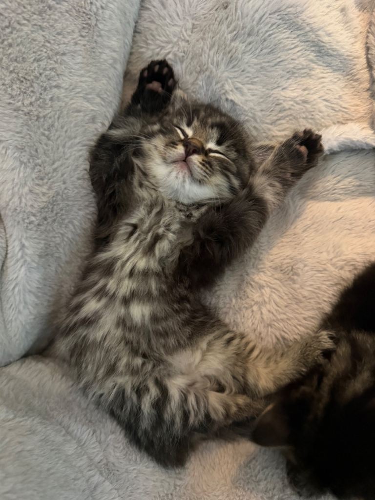 Main coon kittens