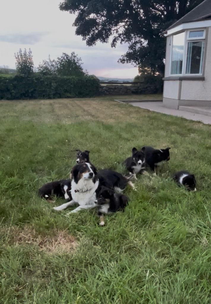Collie Pups