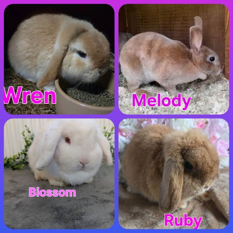 REDUCED!! mini lop and mini rex boys and girls available 