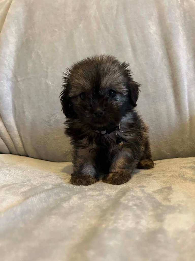 Shihtzu  pups for sale