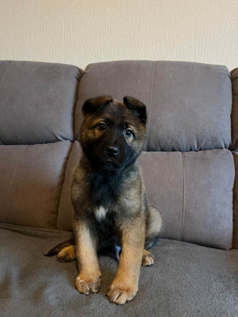 German Shepherd Puppies Ready