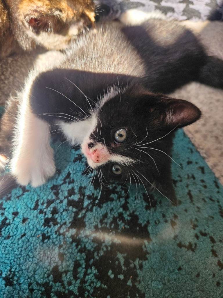 Kitten for sale 