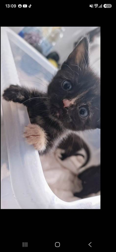 Kittens for sale