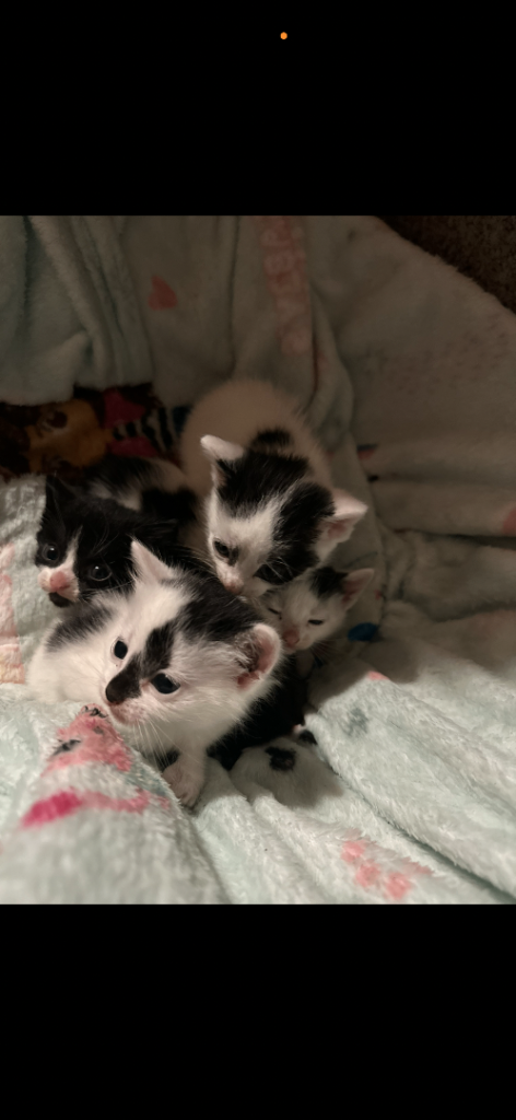 Kittens for sale
