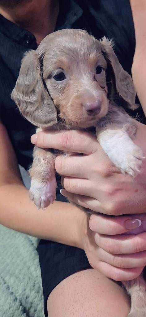 Miniture dachshunds