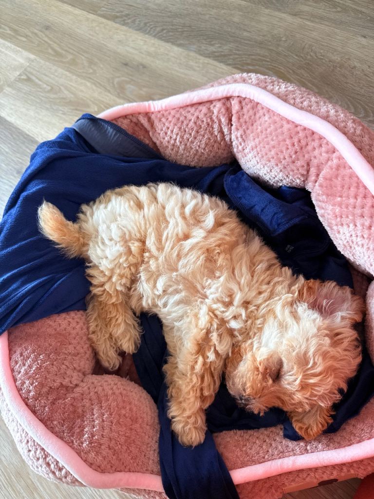 Cavapoochon puppy 