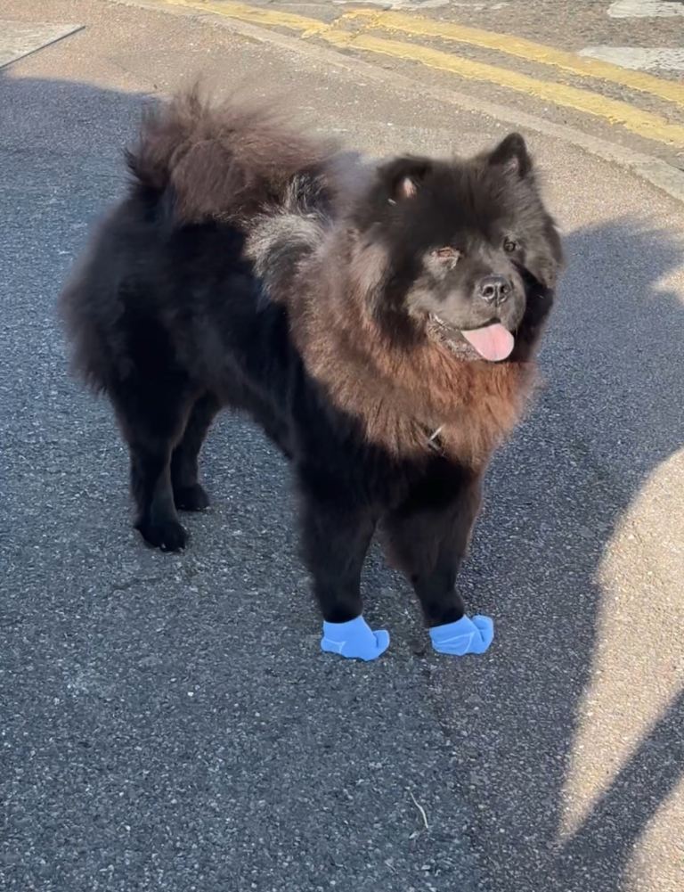 URGENT - Loving chow chow looking for a home