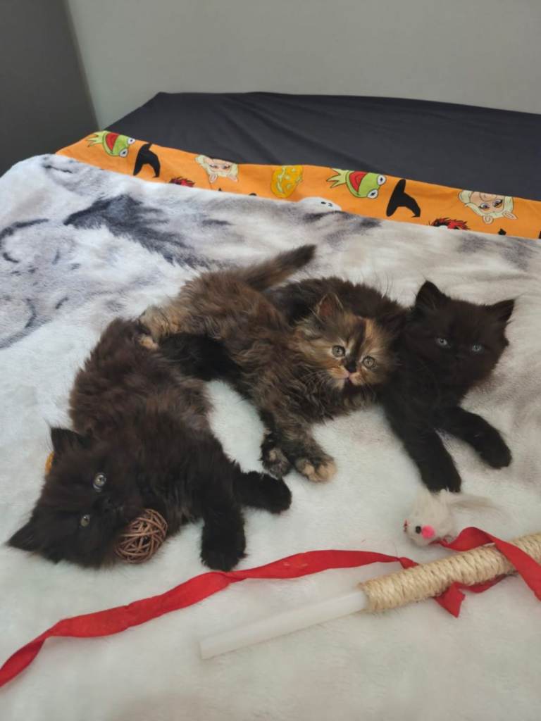 Persian crossbreed kittens