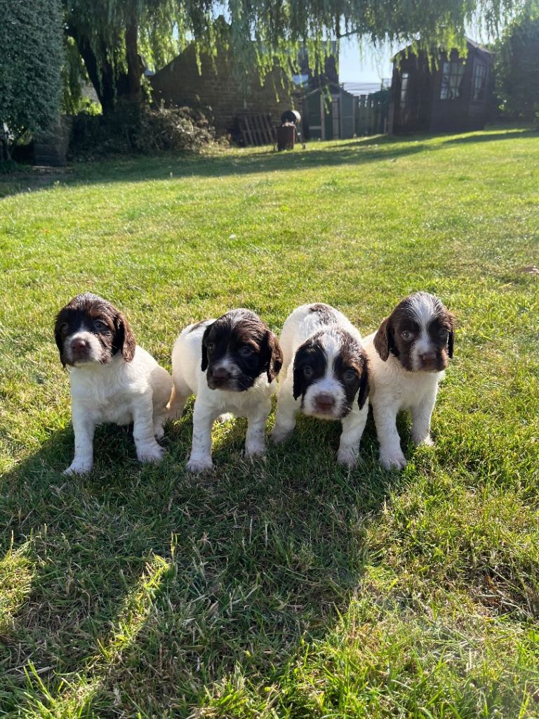 KC reg Springer Spaniel Puppies