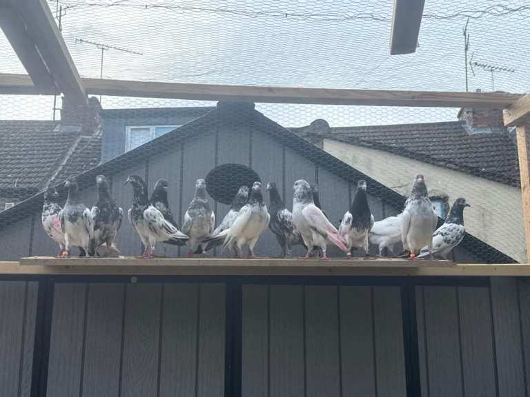 Pakistani pigeons
