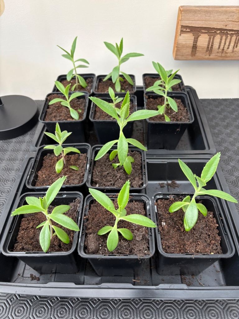 Young Mother of Thousands House Indoor Plant 