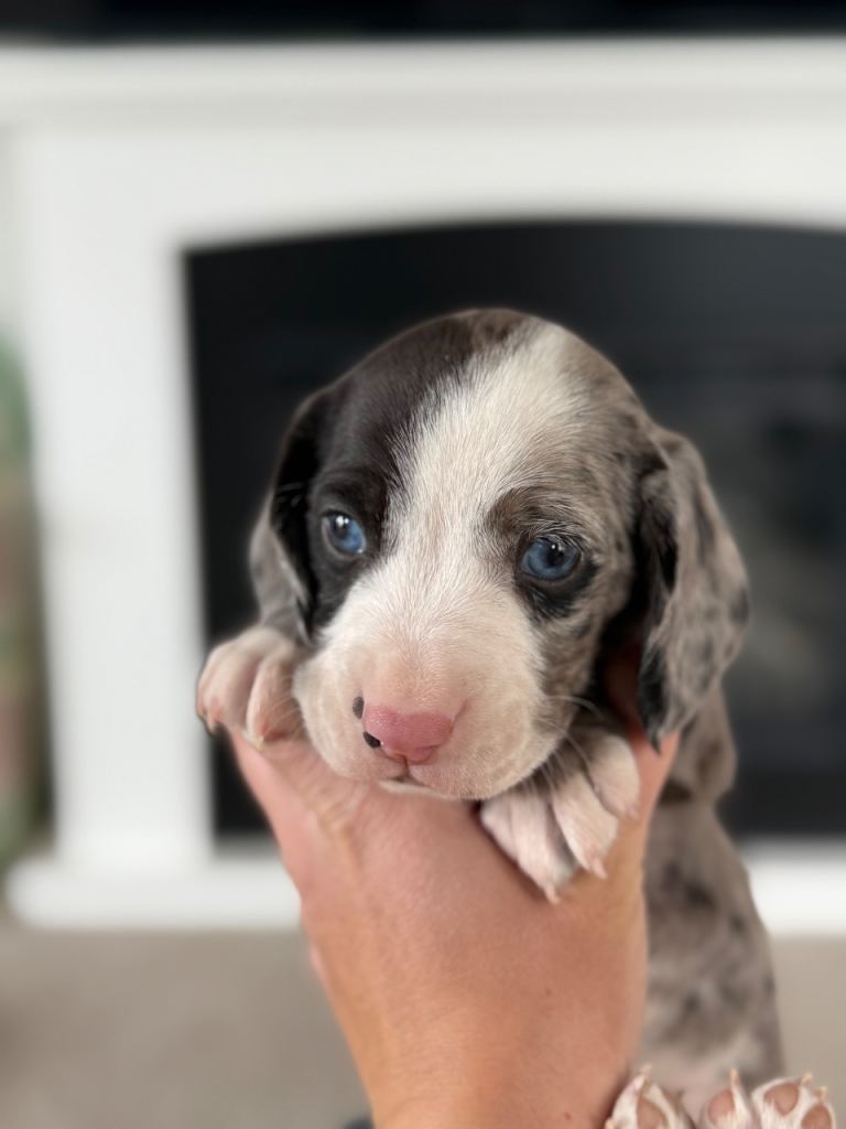 Miniature dockers ( miniature dachshund x cocker spaniel