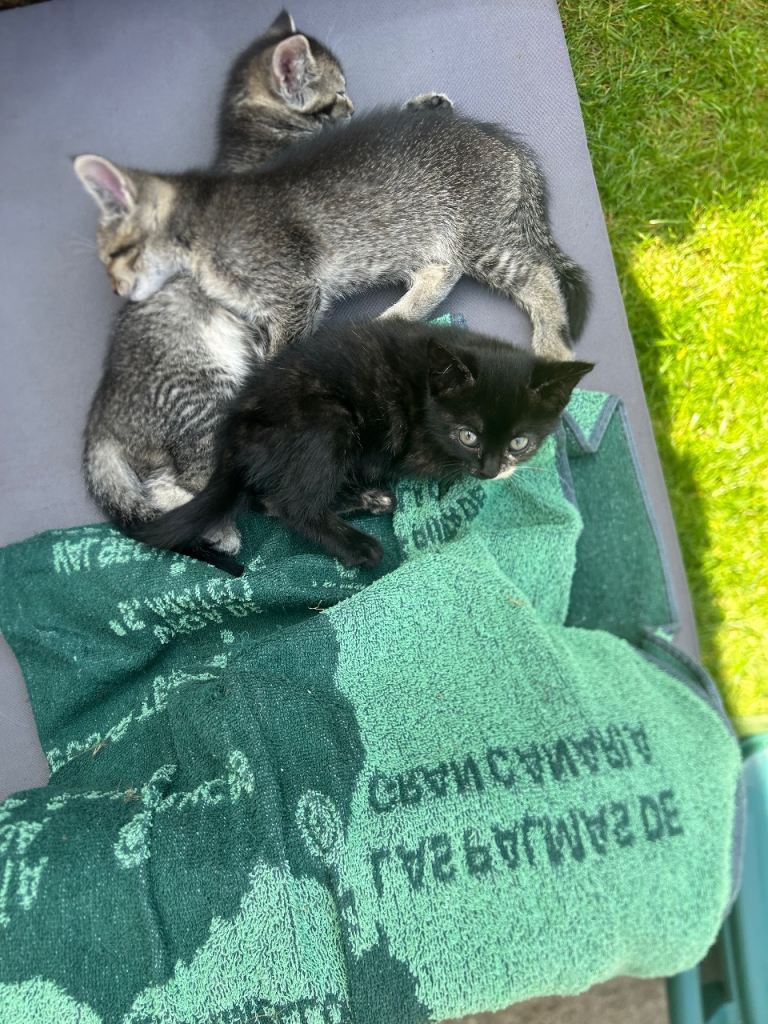 3 little kittens for sale