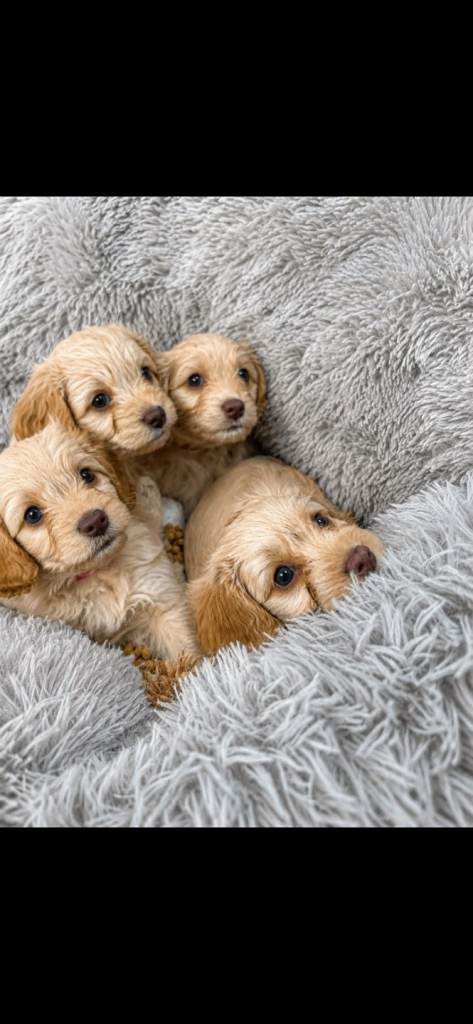 F1 COCKAPOOS READY 26TH AUGUST 