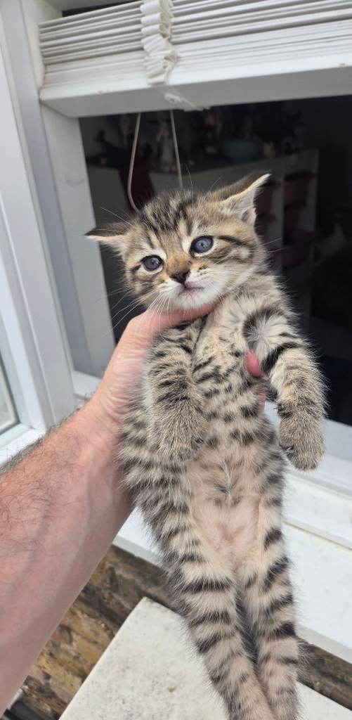 Kittens for sale 