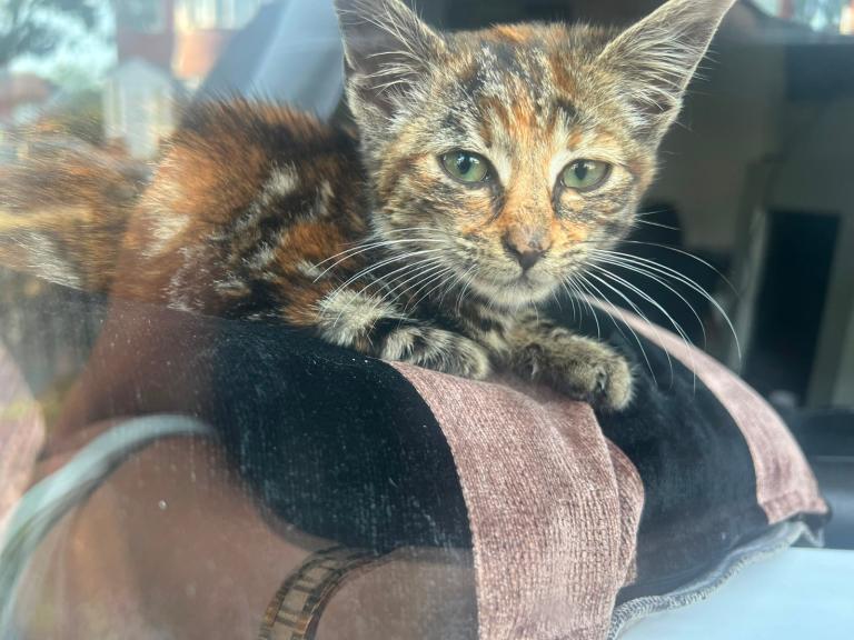 Female Kitten left for sale 