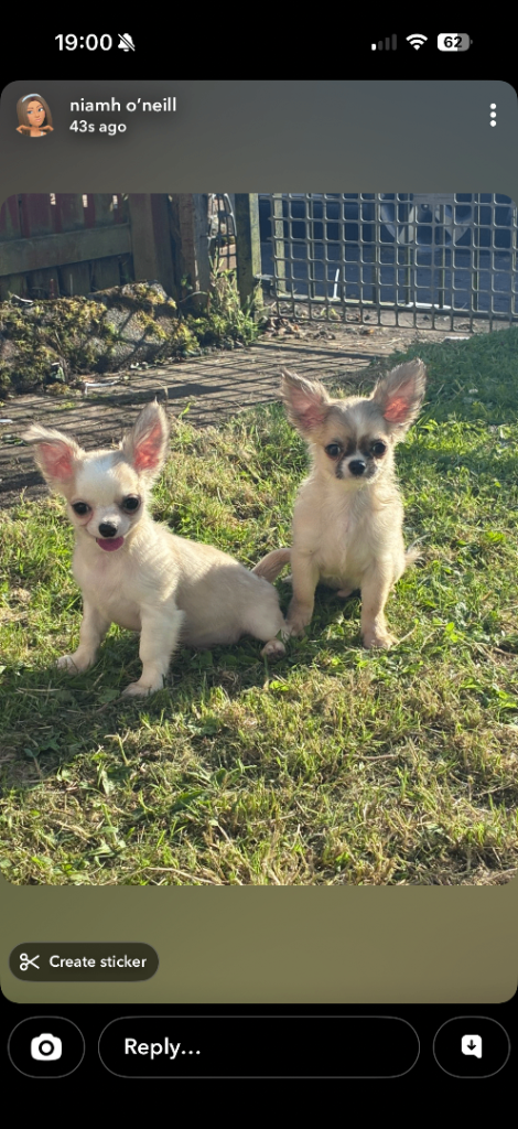 Chihuahua long coat boys 
