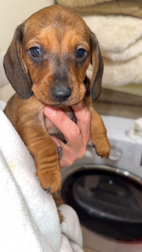 Miniature dachshund puppy   