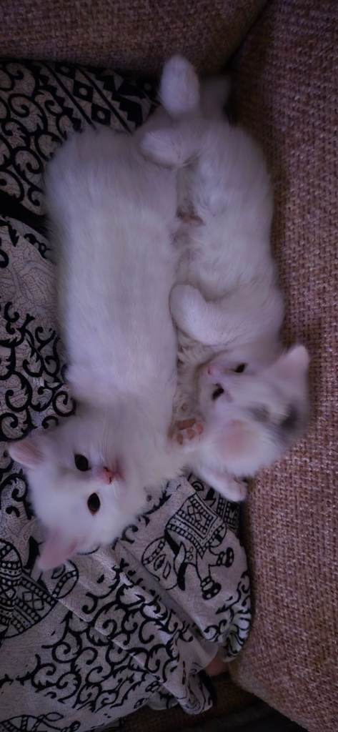 Half ragdoll kittens