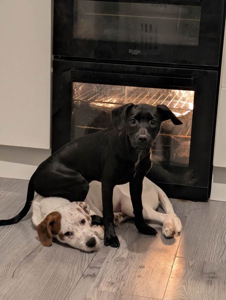 Staffordshire terrier mix puppy