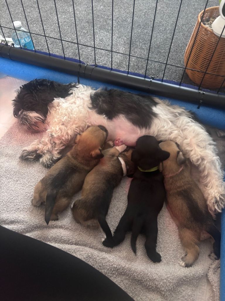 Schapso puppies 