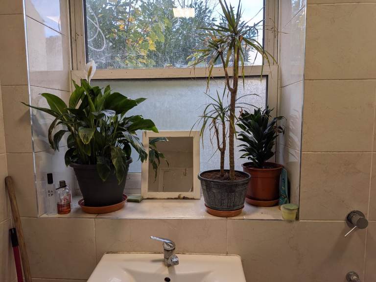 House. Plants for sale