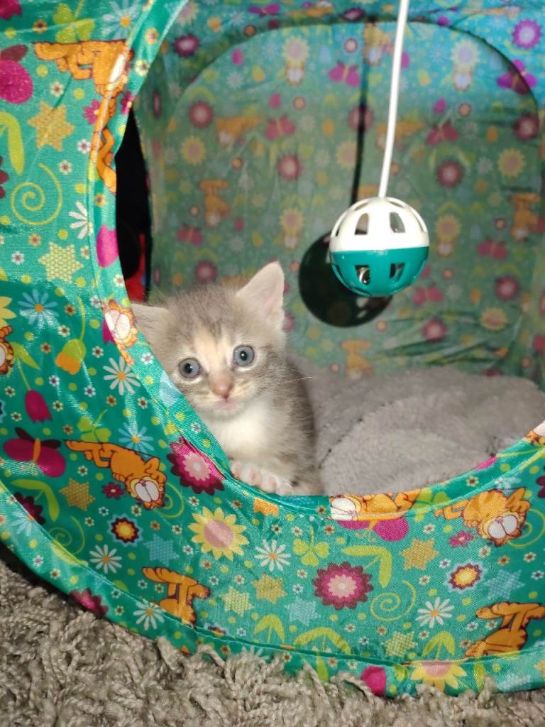 Beautiful female maine coon/tabby cross