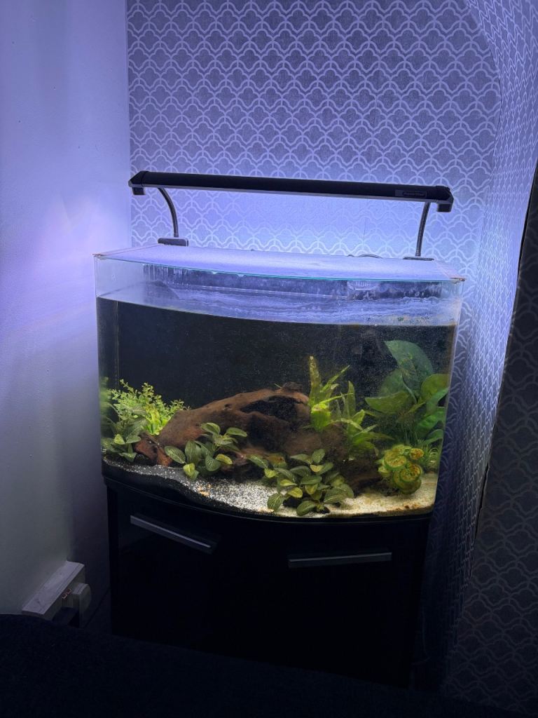Aquaone 60 nano bow