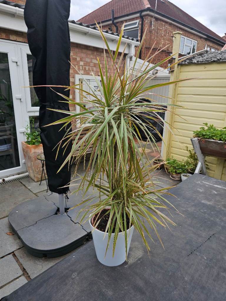 Multi-Stem Madagascar Dragon Tree (Dracaena Marginata) with White Planter