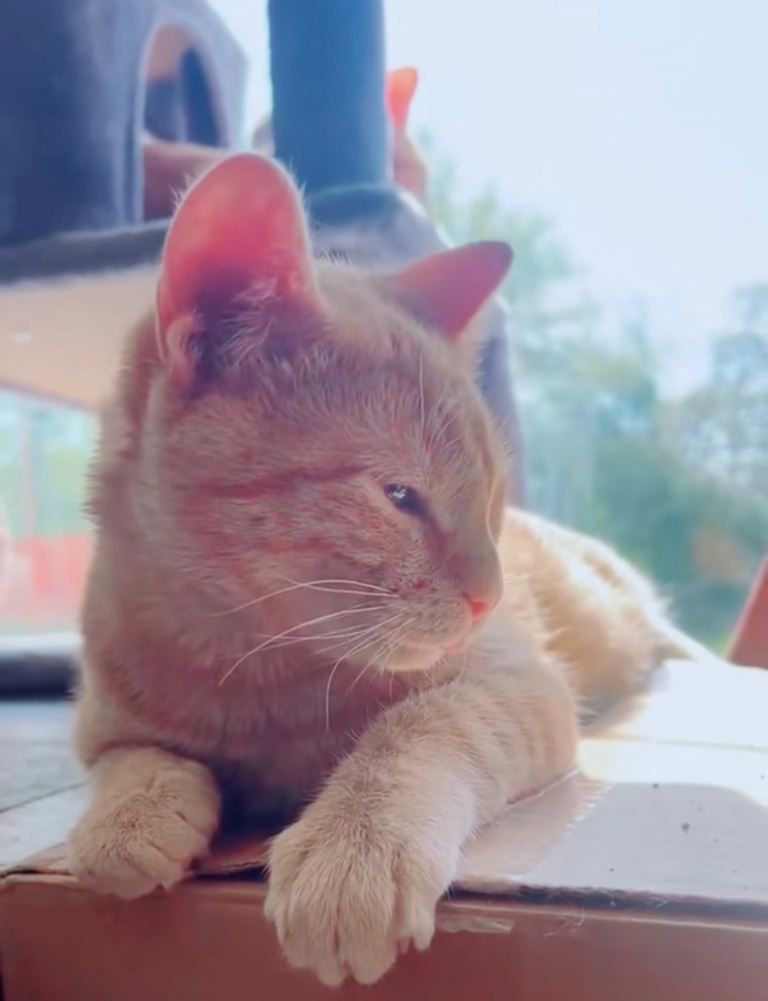 2x ❤️ GINGER KITTENS 1B & 1G