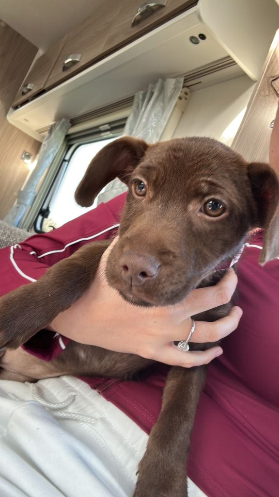 Patterdale pup 
